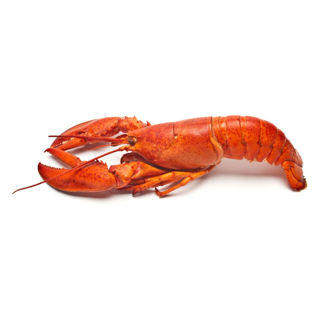 原隻急凍龍蝦 Whole Cooked Frozen Lobster (1pc)